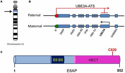 The Autism and Angelman Syndrome Protein Ube3A/E6AP: The Gene, E3 Ligase Ubiquitination Targets and Neurobiological Functions